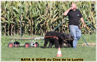 bouvier des flandres et attelage canin - Elevage du Clos de la Luette  -  Copyright depose